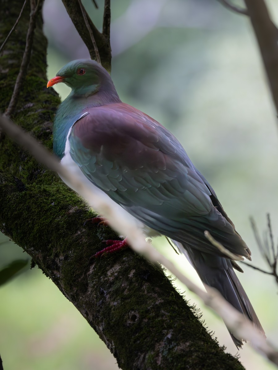 New Zealand Pigeon - ML616341246