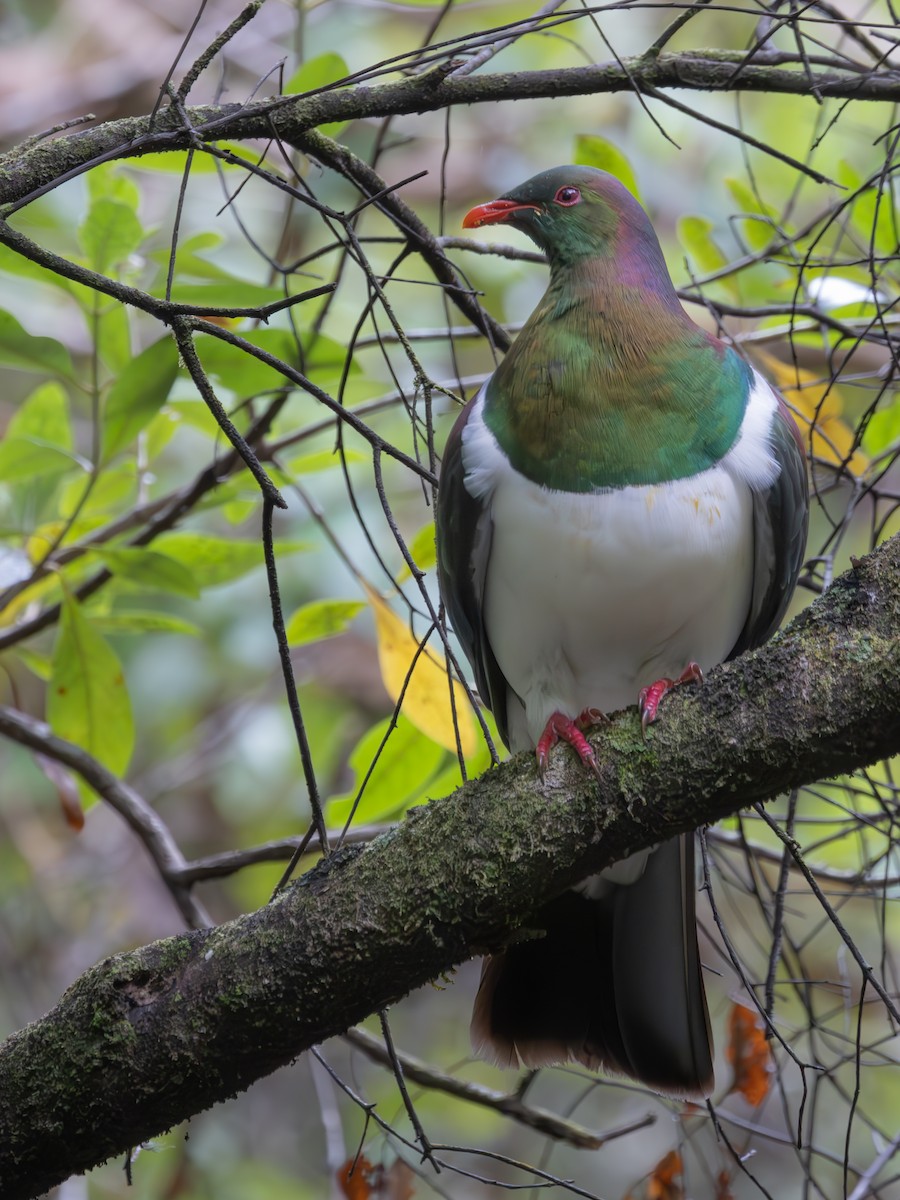New Zealand Pigeon - Dan Ellison