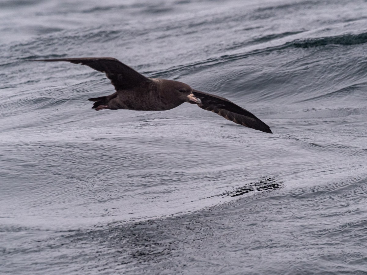 Flesh-footed Shearwater - ML616341278