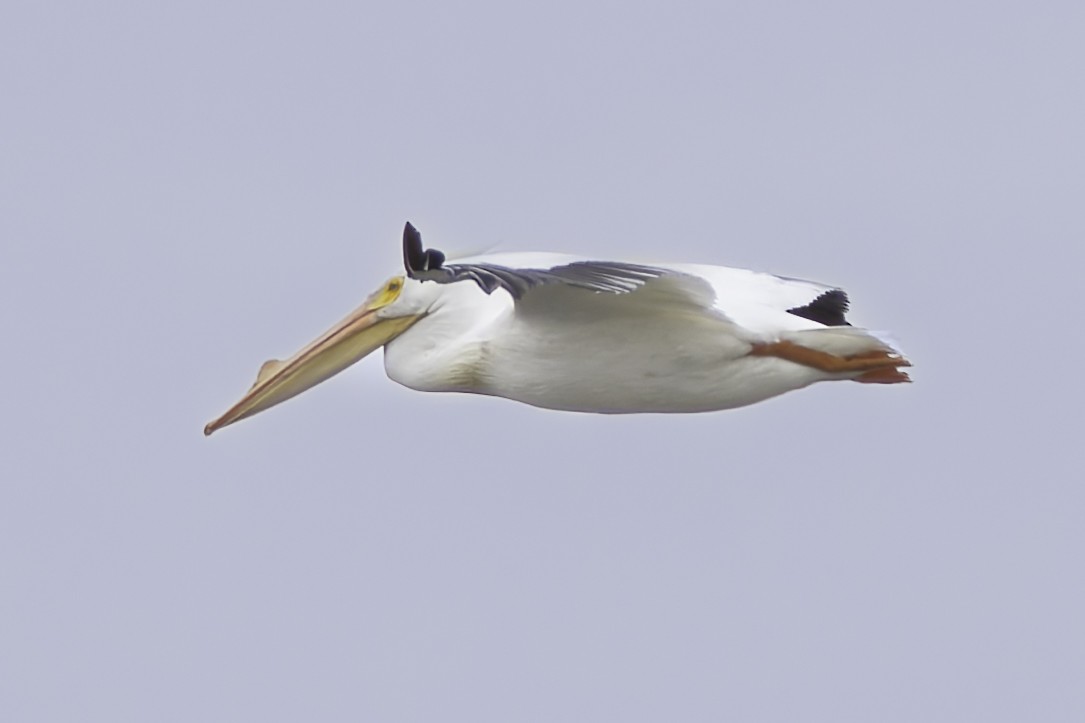 pelikán severoamerický - ML616341302