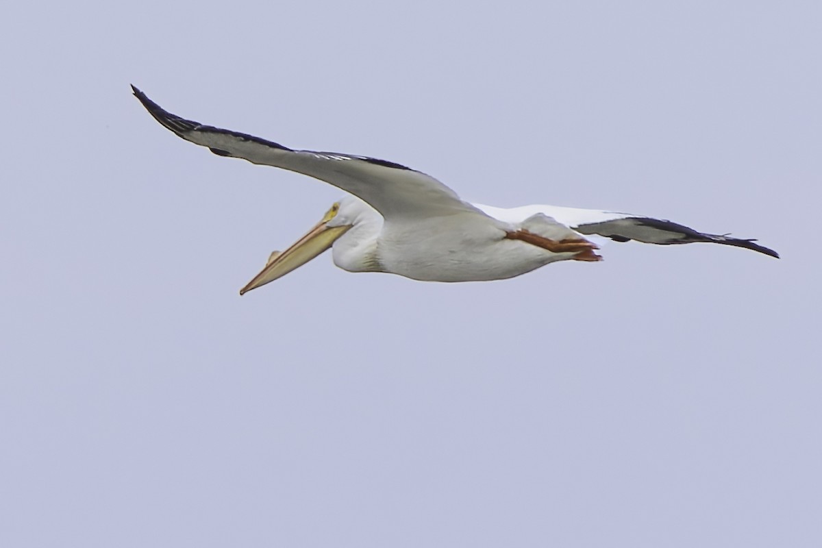 American White Pelican - ML616341303