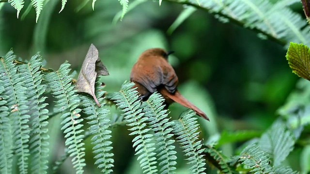  - Rufous Wren