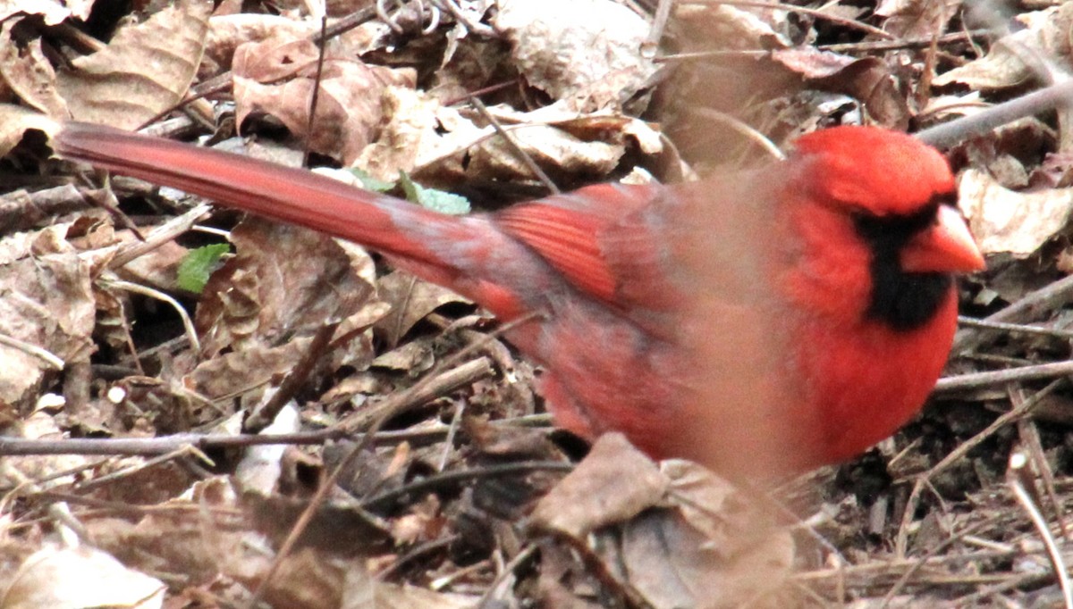 Cardinal rouge - ML616341425