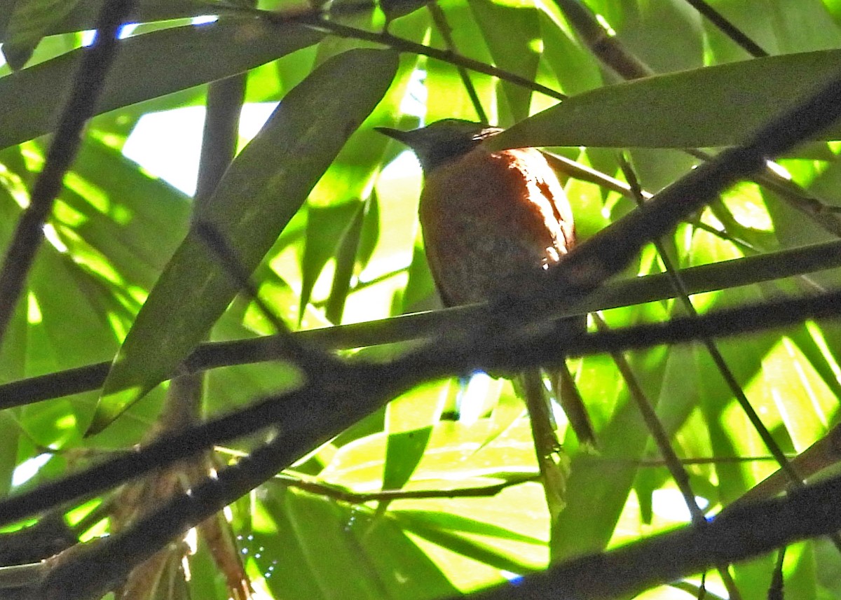 Rufous-breasted Spinetail - ML616341491