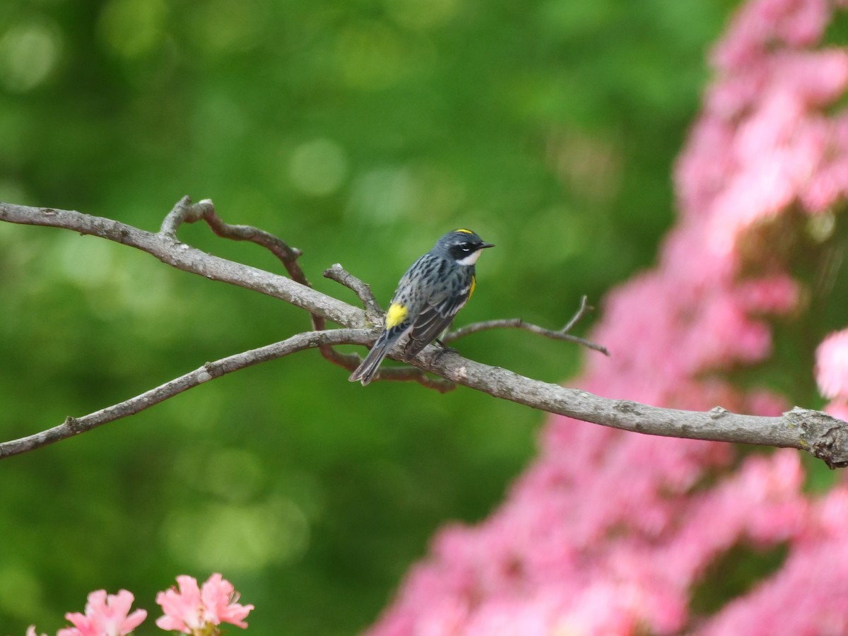 Yellow-rumped Warbler (Myrtle) - ML616341554