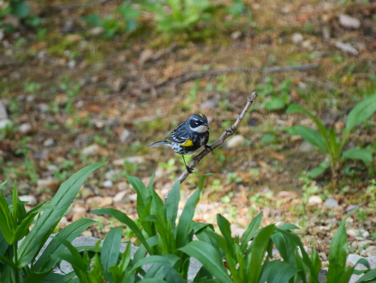 Yellow-rumped Warbler (Myrtle) - ML616341555
