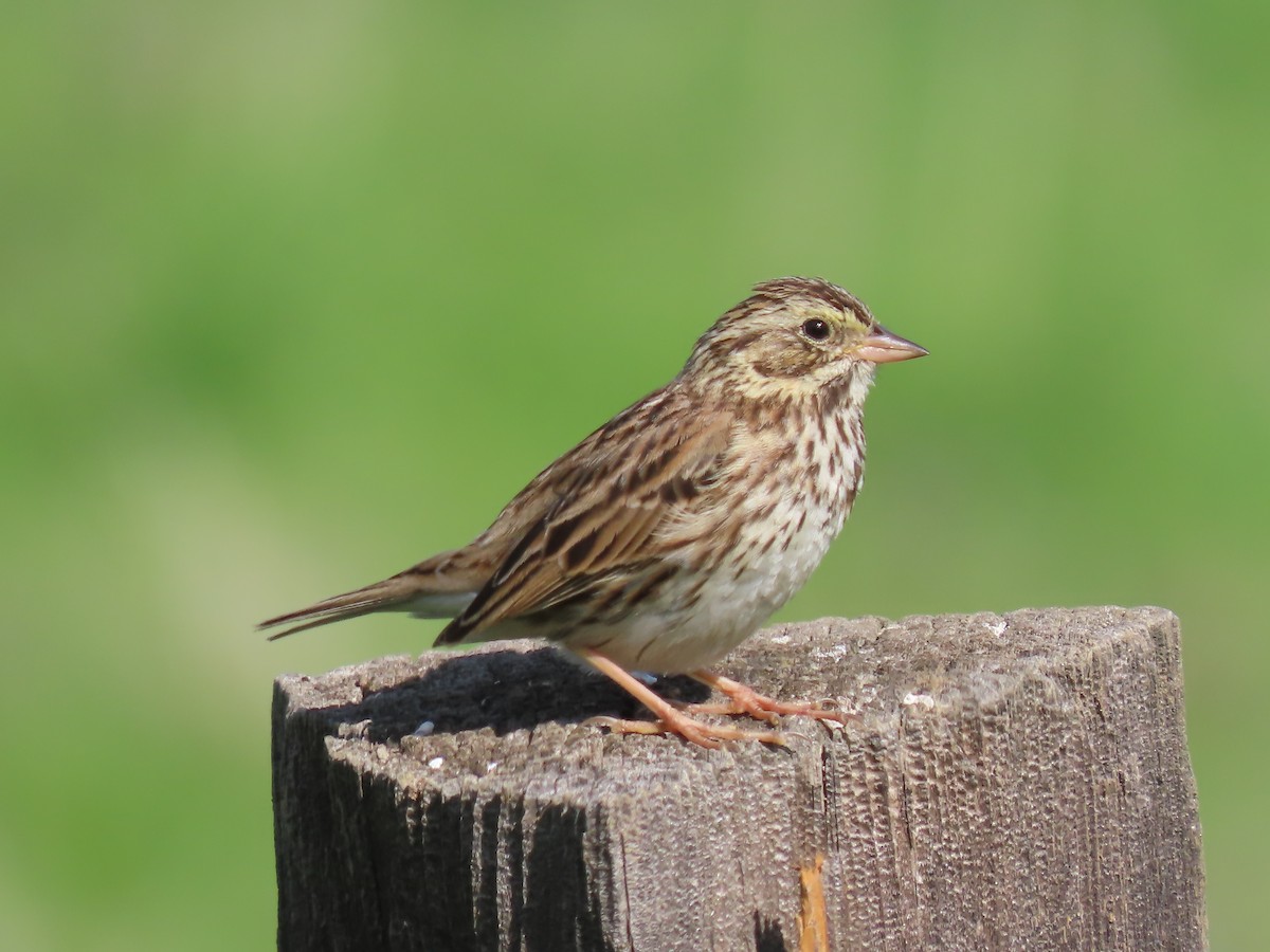 Savannah Sparrow (Savannah) - ML616341670