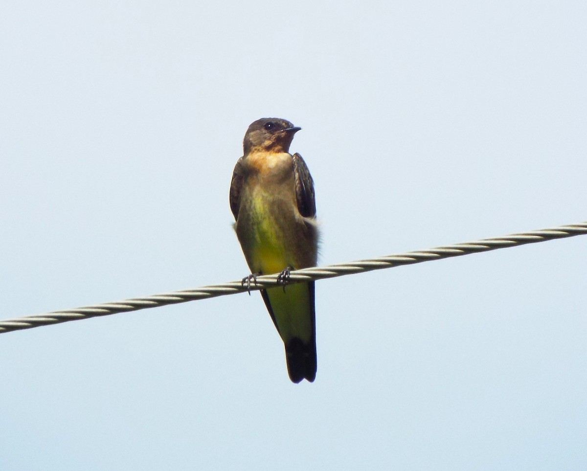 Southern Rough-winged Swallow - ML616341679
