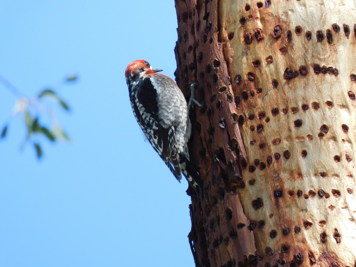 Red-breasted Sapsucker - ML616341686