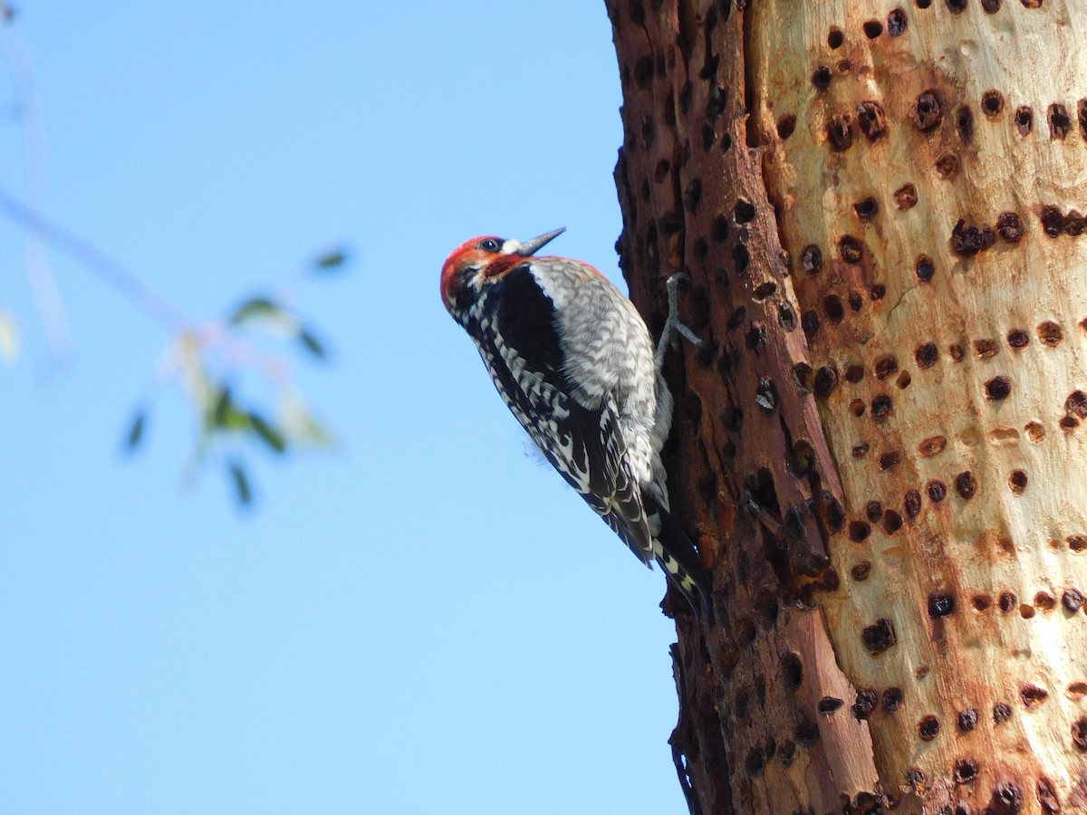 Red-breasted Sapsucker - ML616341688