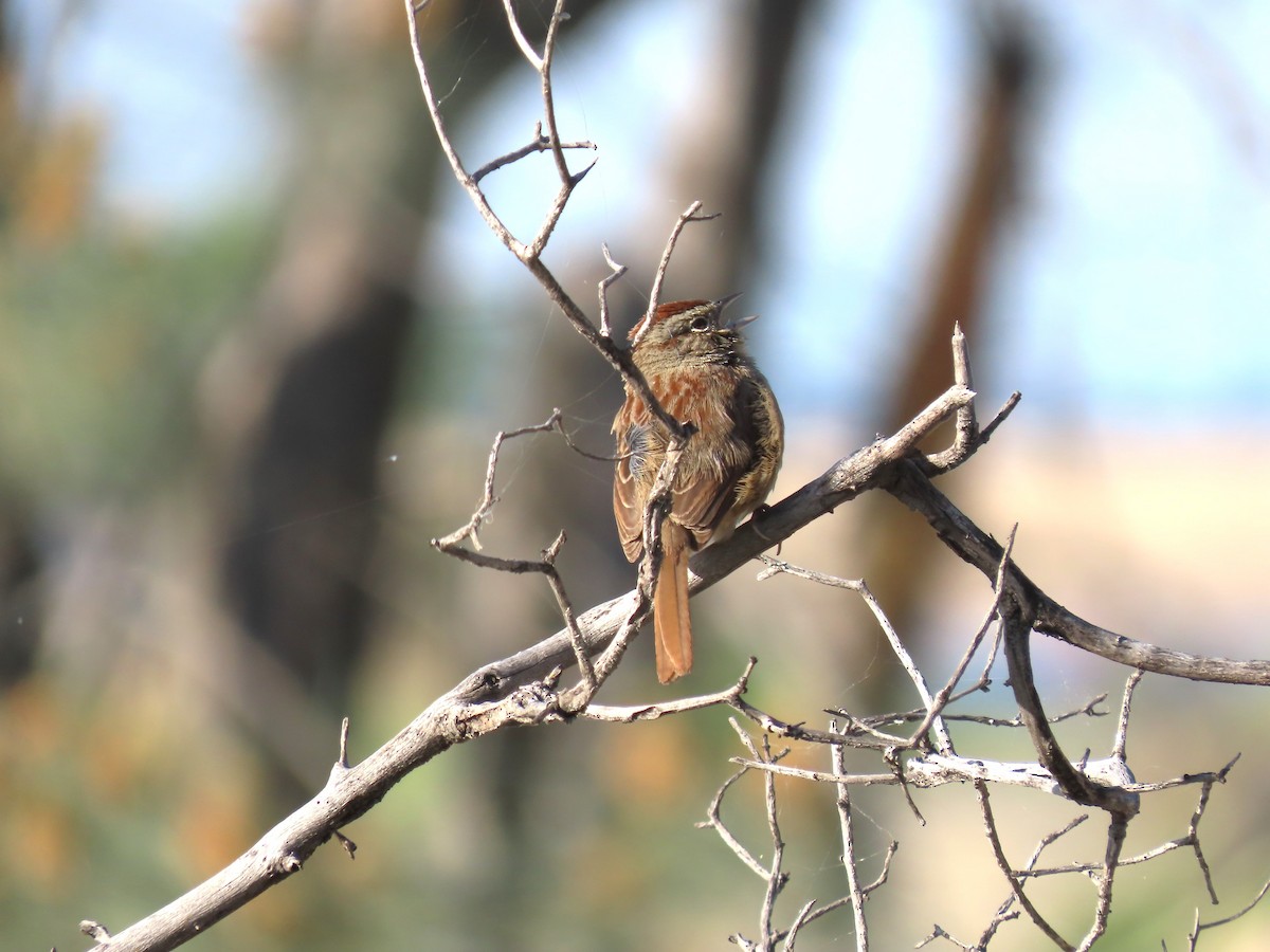 Rufous-crowned Sparrow - ML616341690