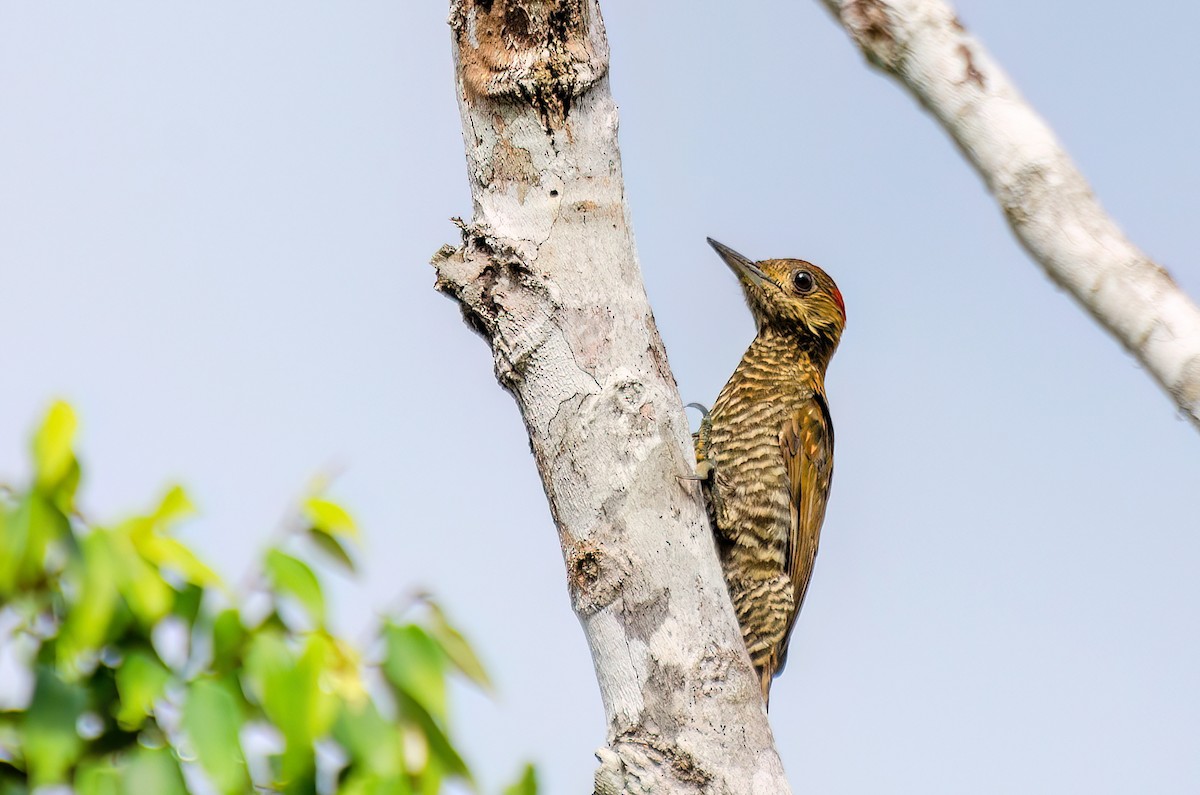 Red-stained Woodpecker - Marcos Eugênio Birding Guide