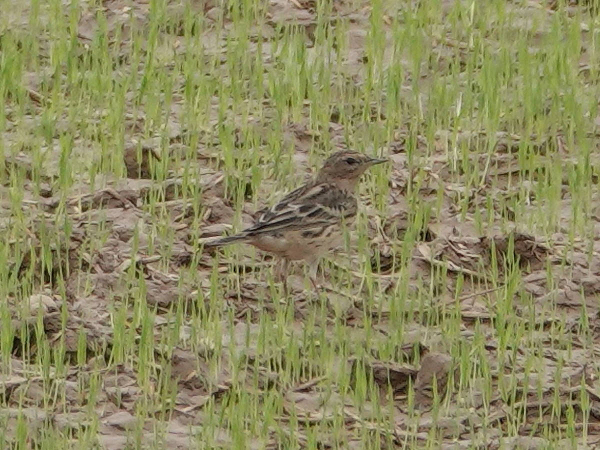 Red-throated Pipit - ML616341710