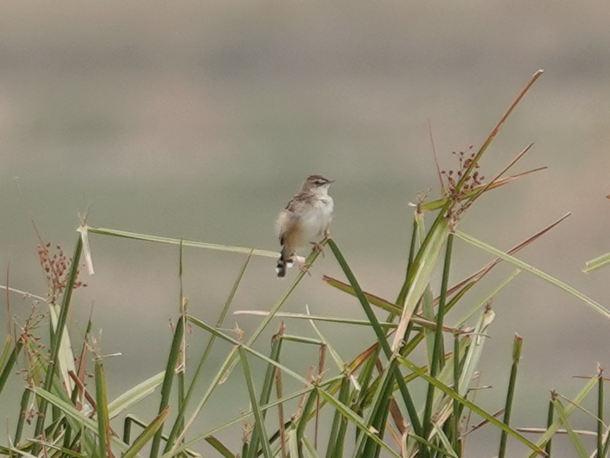 Zitting Cisticola - Barry Reed