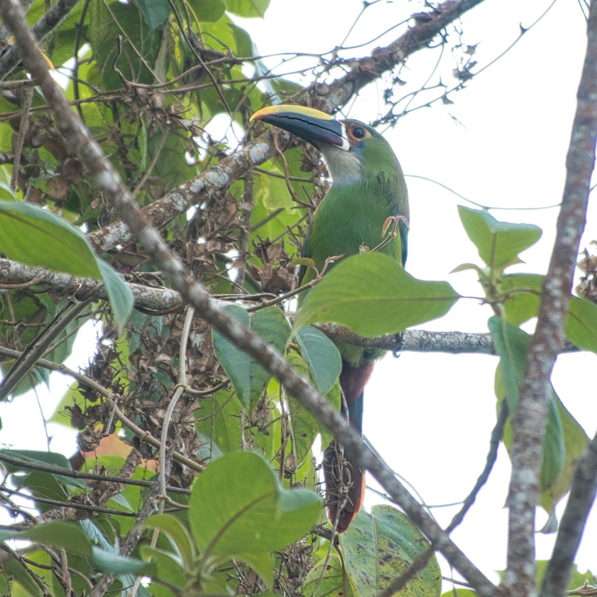 Southern Emerald-Toucanet (Andean) - ML616341720