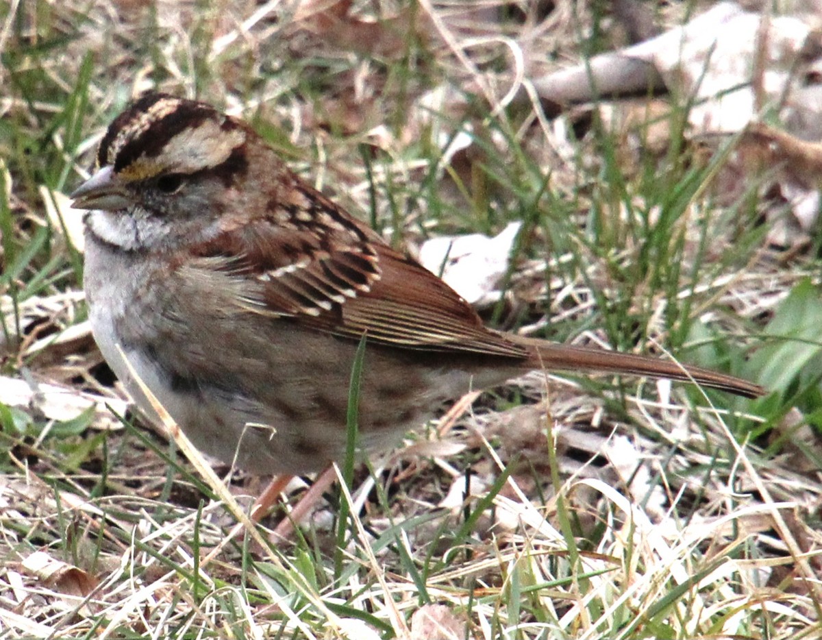 White-throated Sparrow - ML616341722