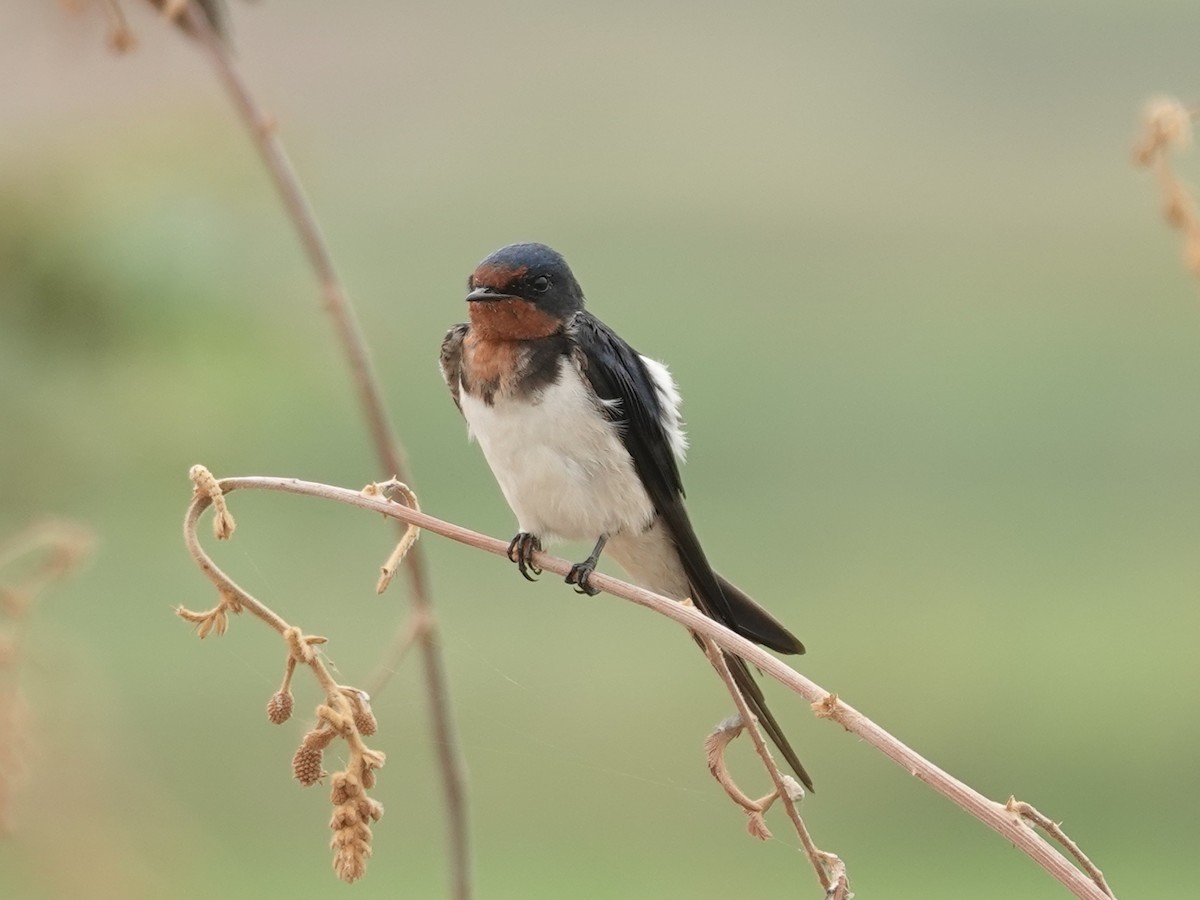 Barn Swallow - Barry Reed