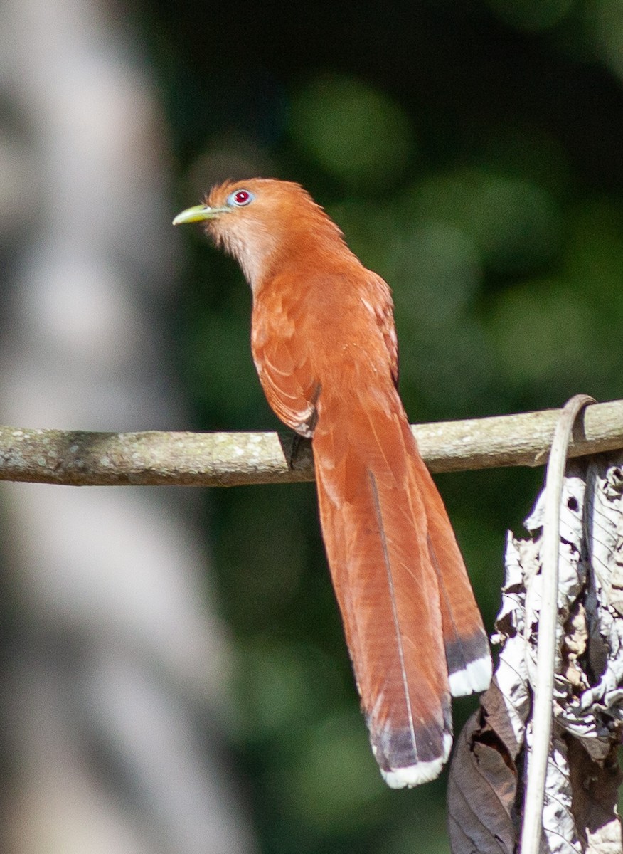 Squirrel Cuckoo (West Mexico) - ML616341755