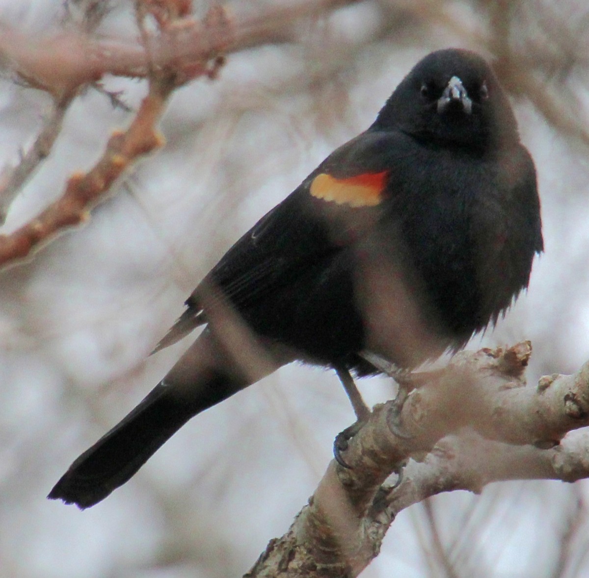 Red-winged Blackbird (Red-winged) - ML616341772