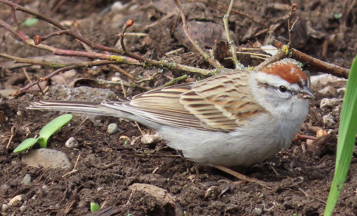 Chipping Sparrow - ML616341777