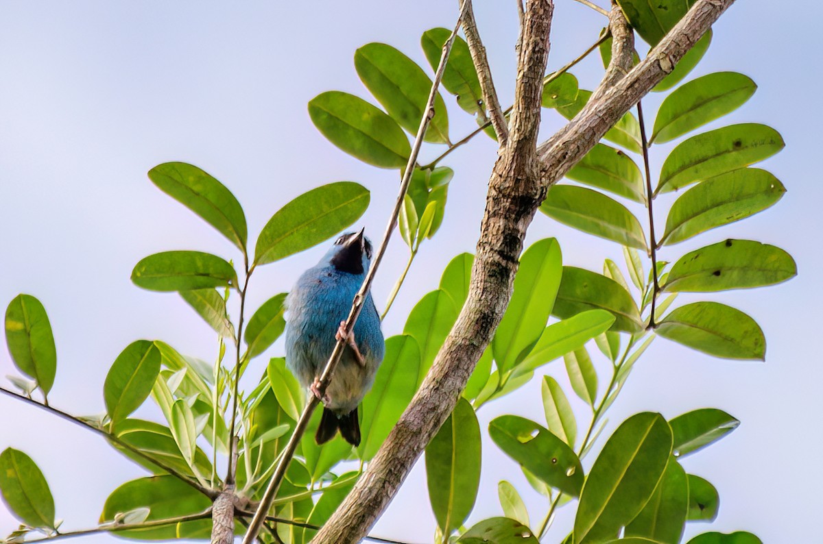 Blue Dacnis - Marcos Eugênio Birding Guide