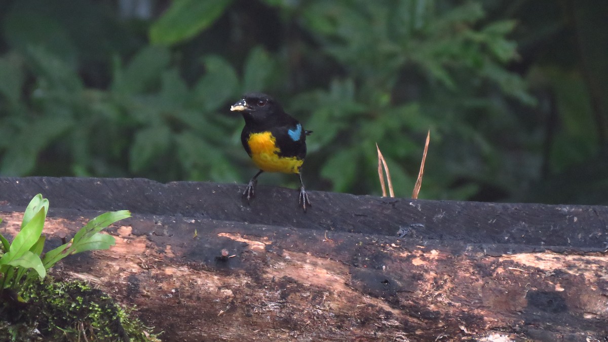 Black-and-gold Tanager - John Cifuentes Lopez