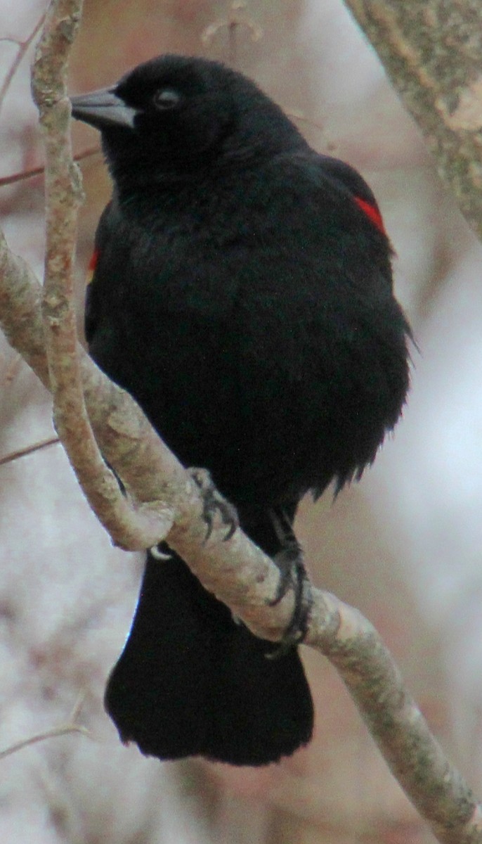 Red-winged Blackbird (Red-winged) - ML616341913