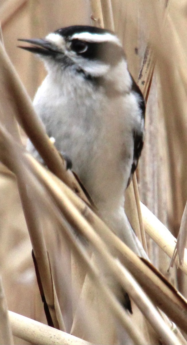 Downy Woodpecker (Eastern) - ML616341915