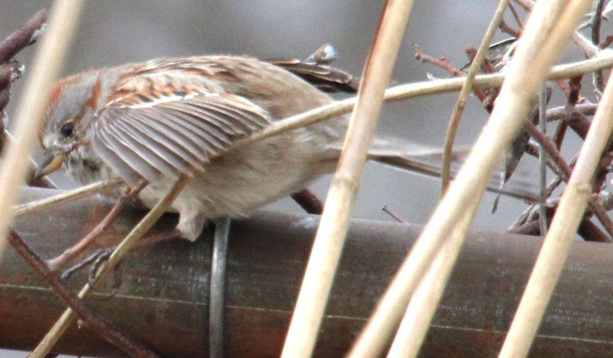 American Tree Sparrow - ML616342122