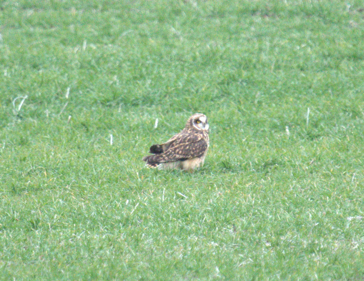 Short-eared Owl - ML616342168