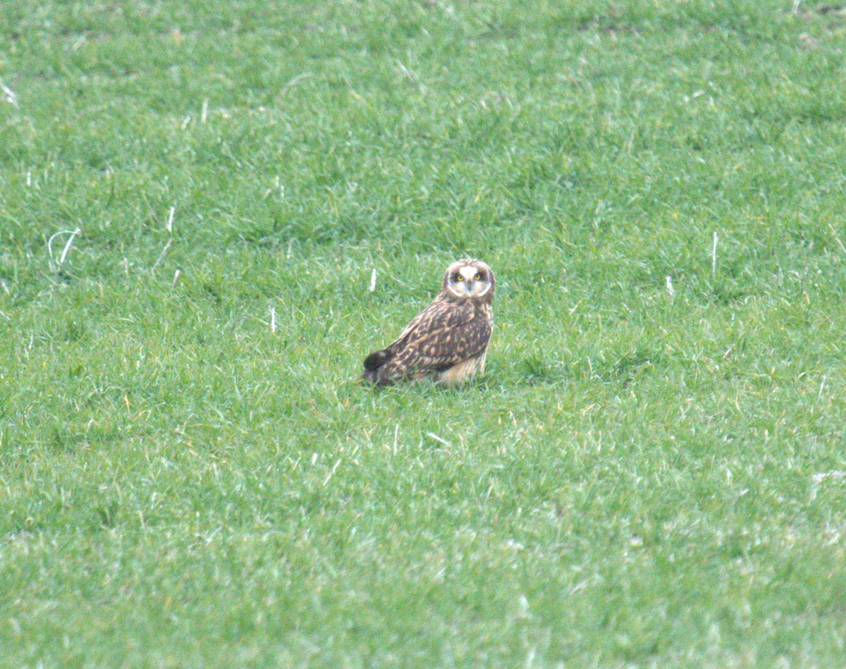 Short-eared Owl - ML616342169