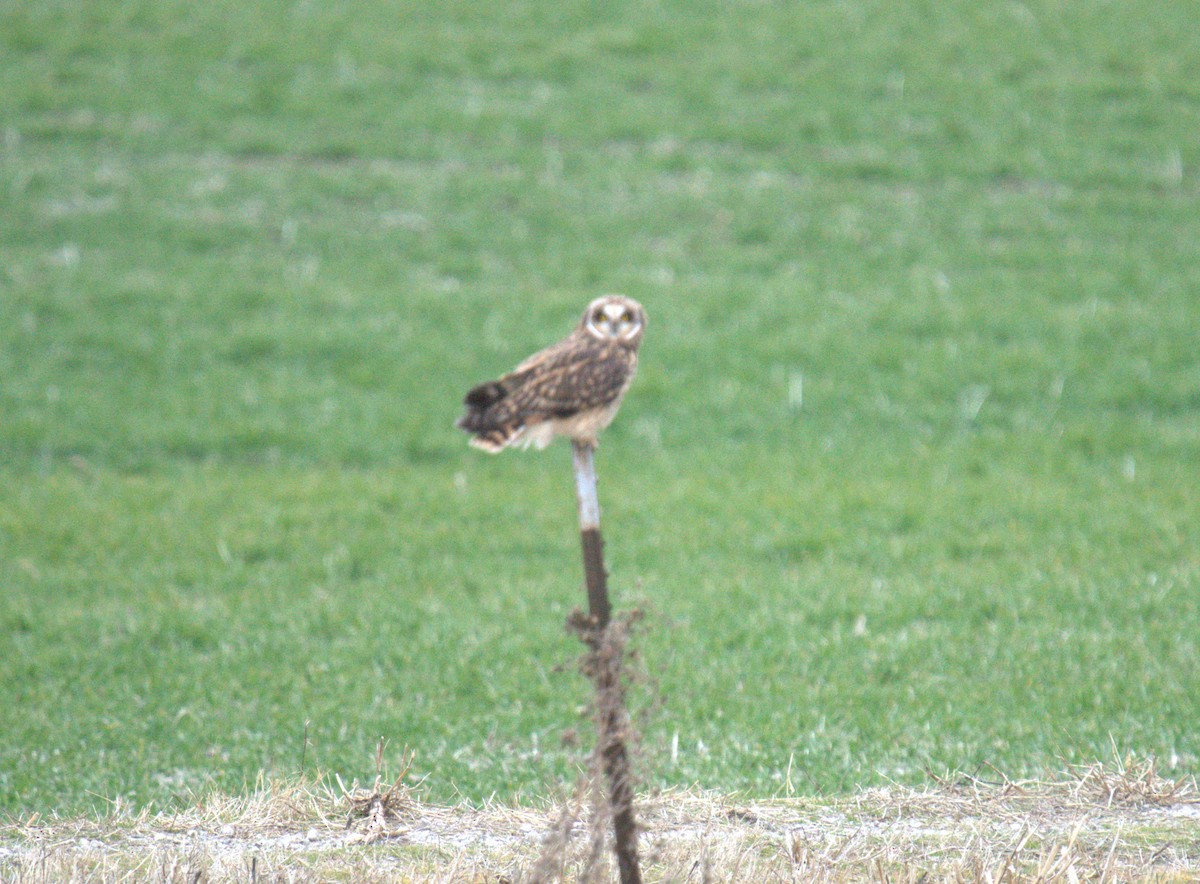 Short-eared Owl - ML616342171