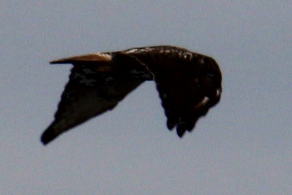 Red-tailed Hawk (borealis) - ML616342239