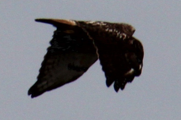Red-tailed Hawk (borealis) - ML616342240