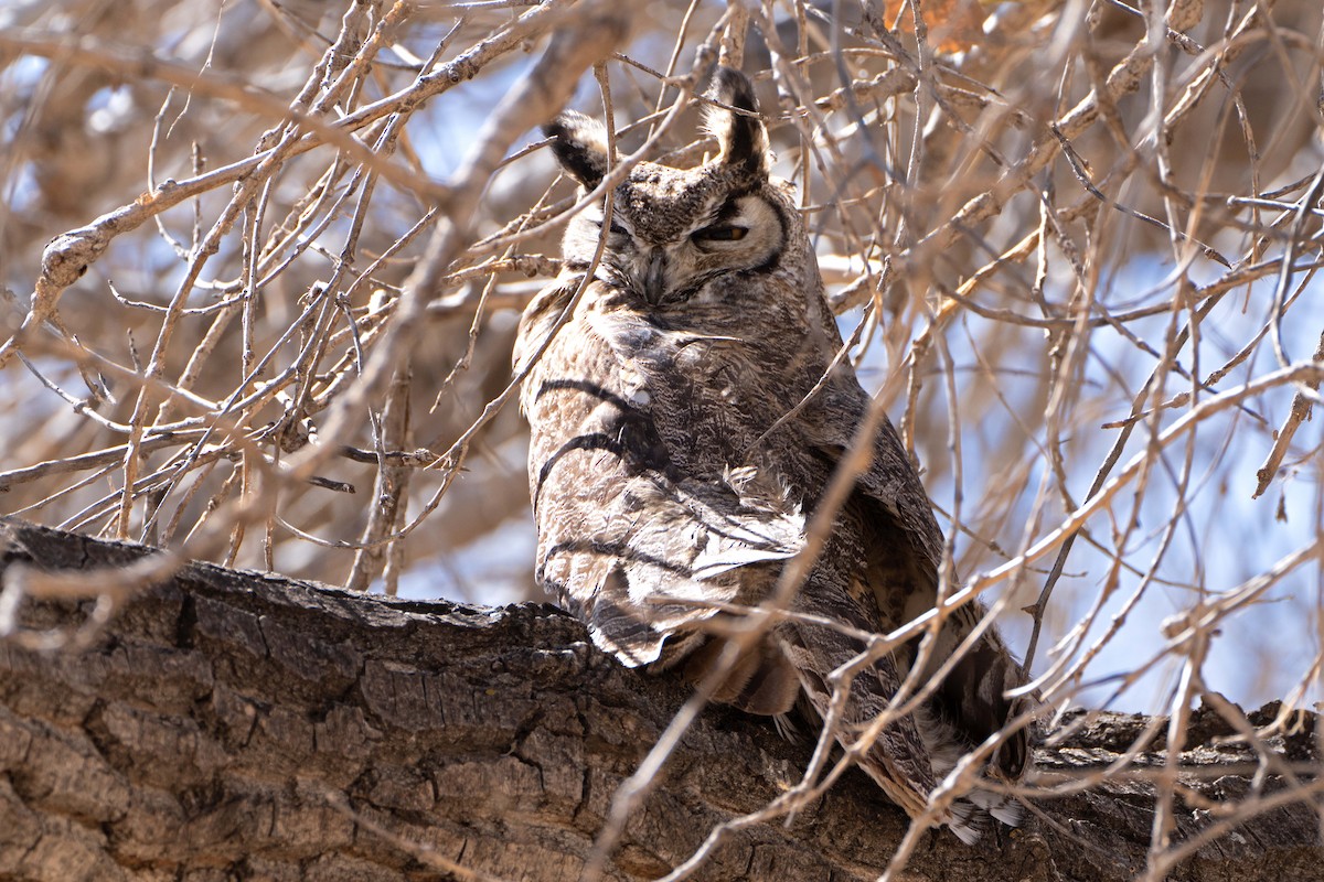 Great Horned Owl - ML616342469