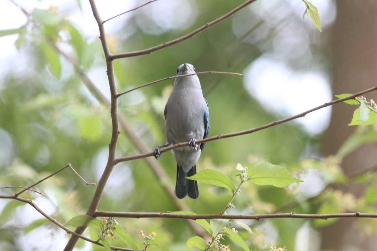 Blue-gray Tanager - ML616342518