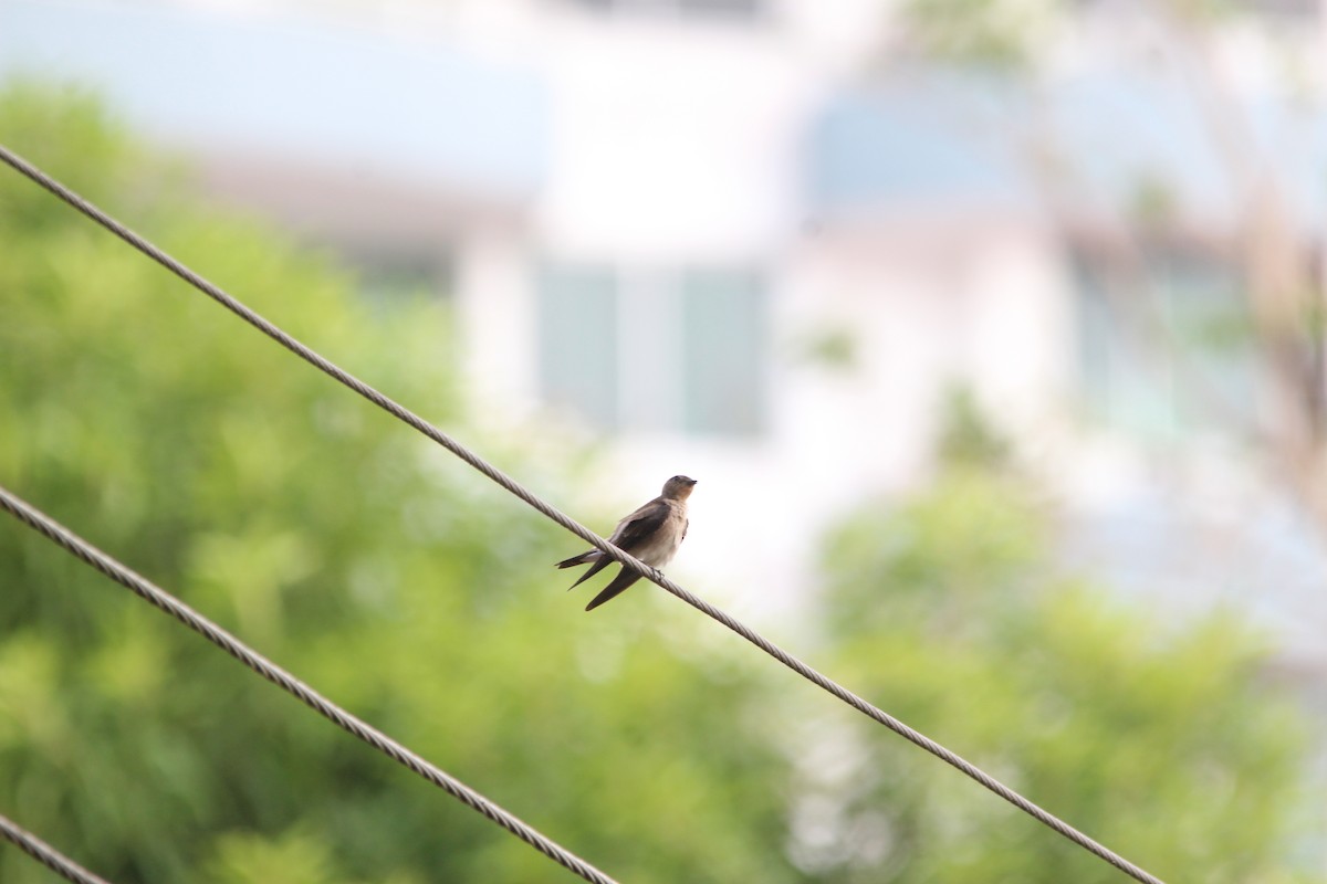 Southern Rough-winged Swallow - ML616342591