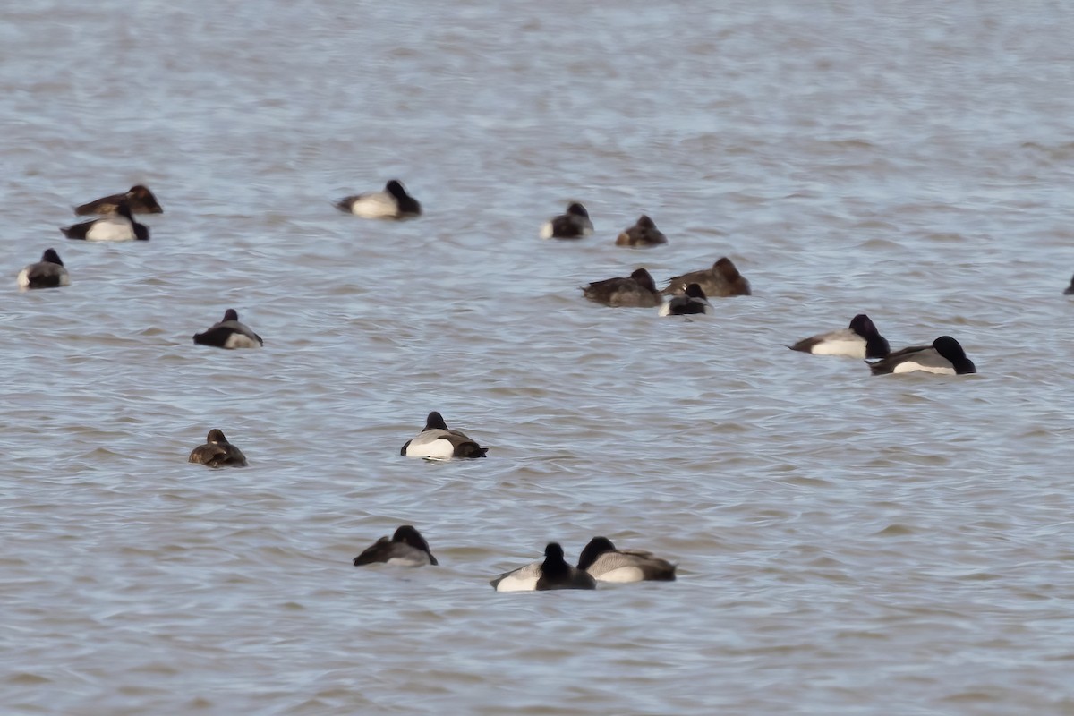 Greater Scaup - ML616342728