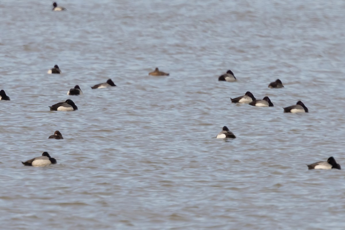 Greater Scaup - ML616342729