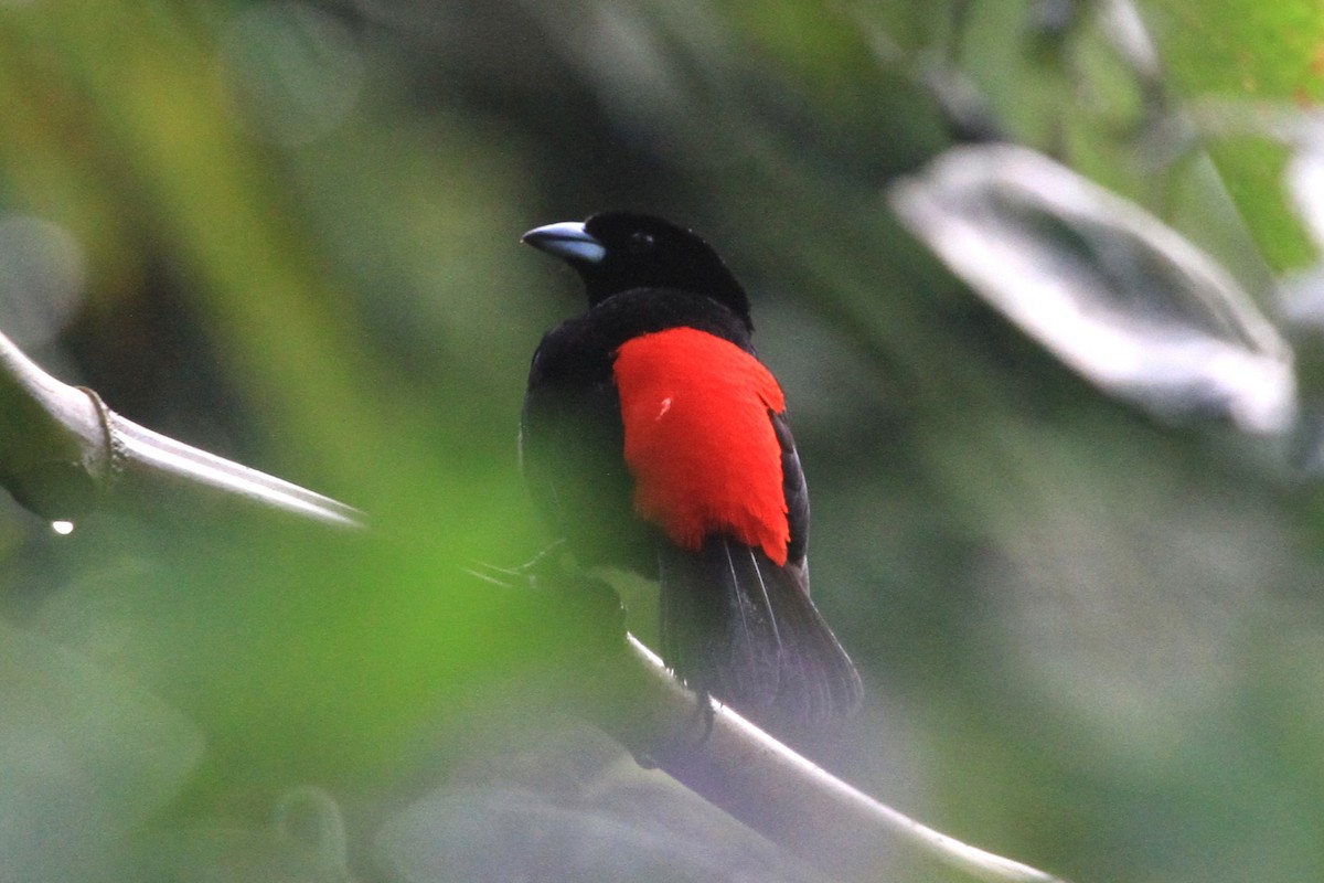 Scarlet-rumped Tanager - ML616342899