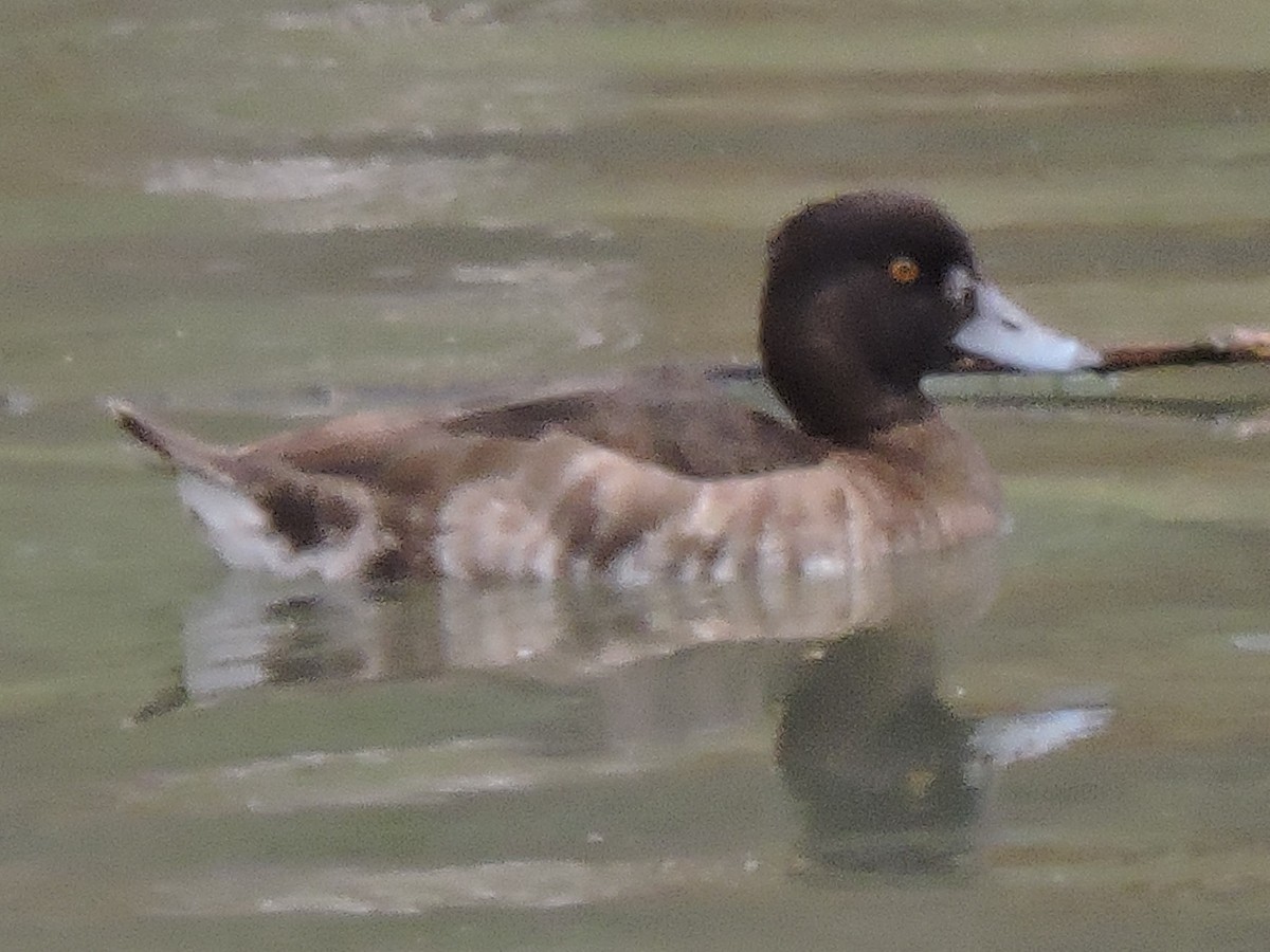 Tufted Duck - ML616342986