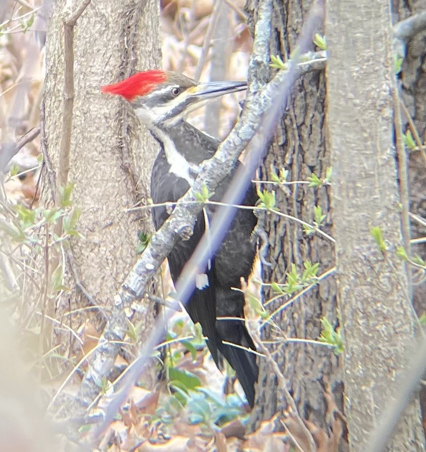 Pileated Woodpecker - ML616342998
