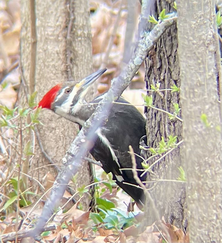 Pileated Woodpecker - Greg J