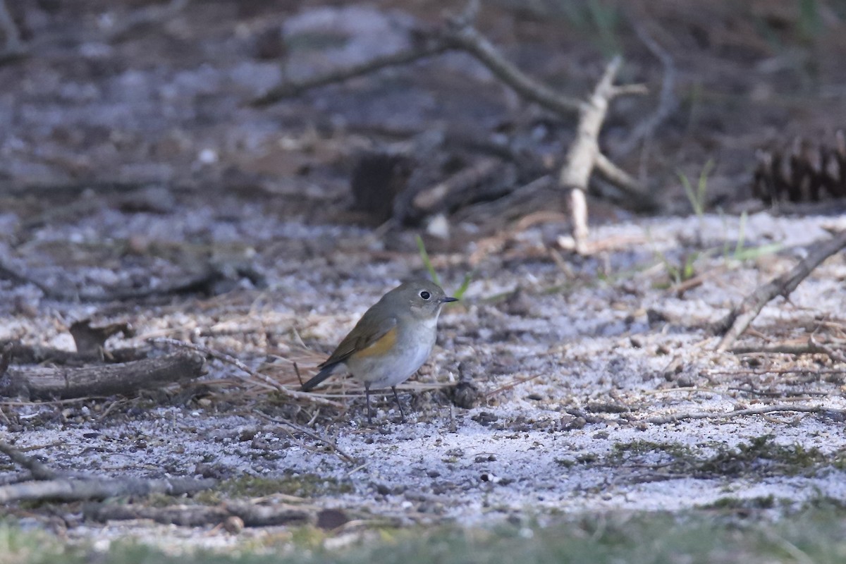 Red-flanked Bluetail - ML616343030
