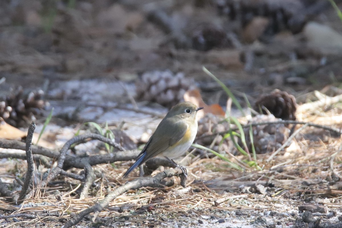 Red-flanked Bluetail - ML616343031