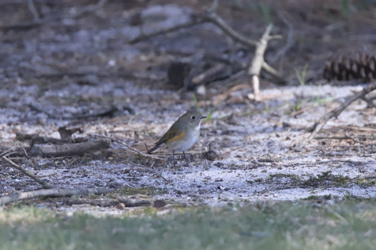 Red-flanked Bluetail - ML616343032