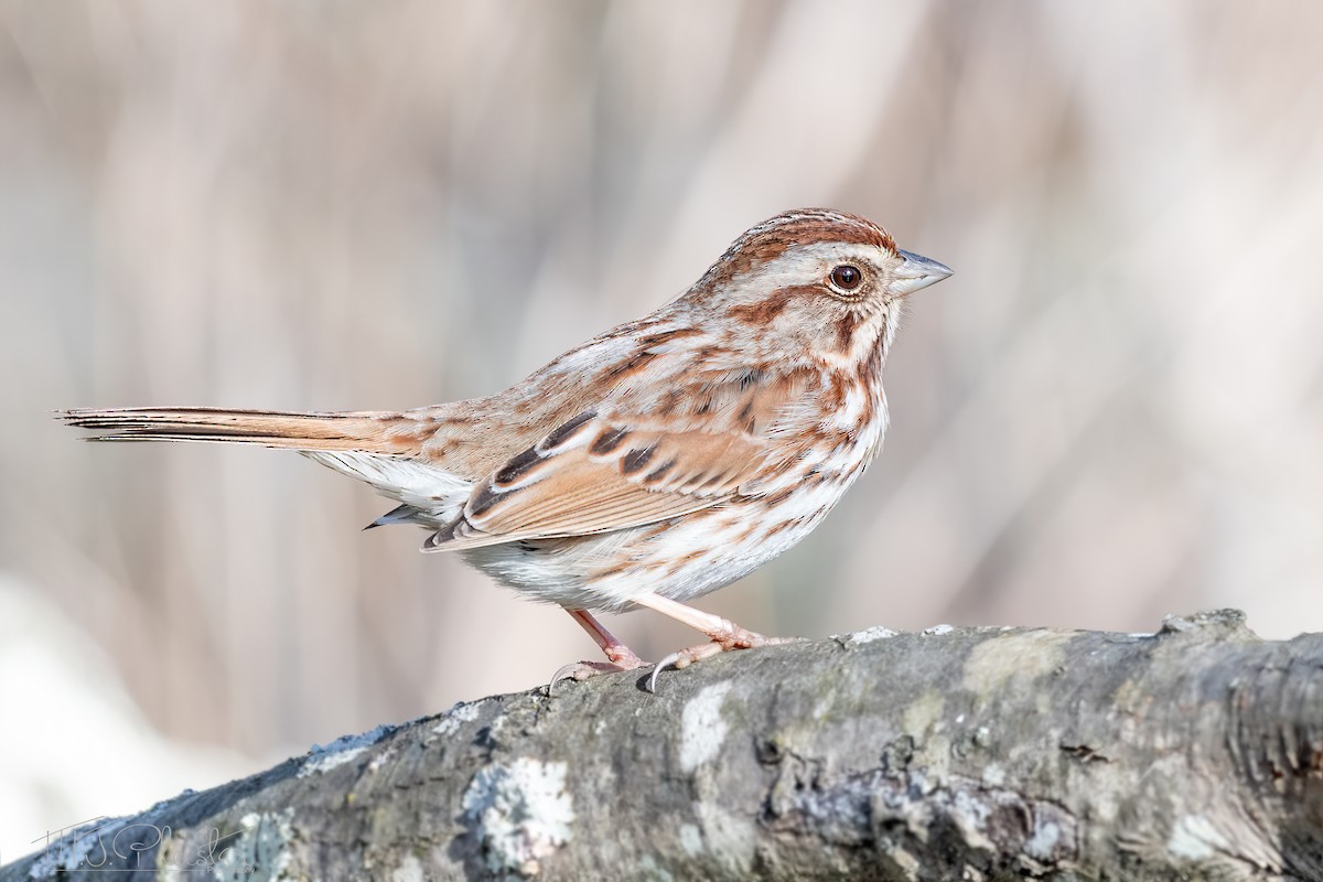 Song Sparrow - Michael Plaster