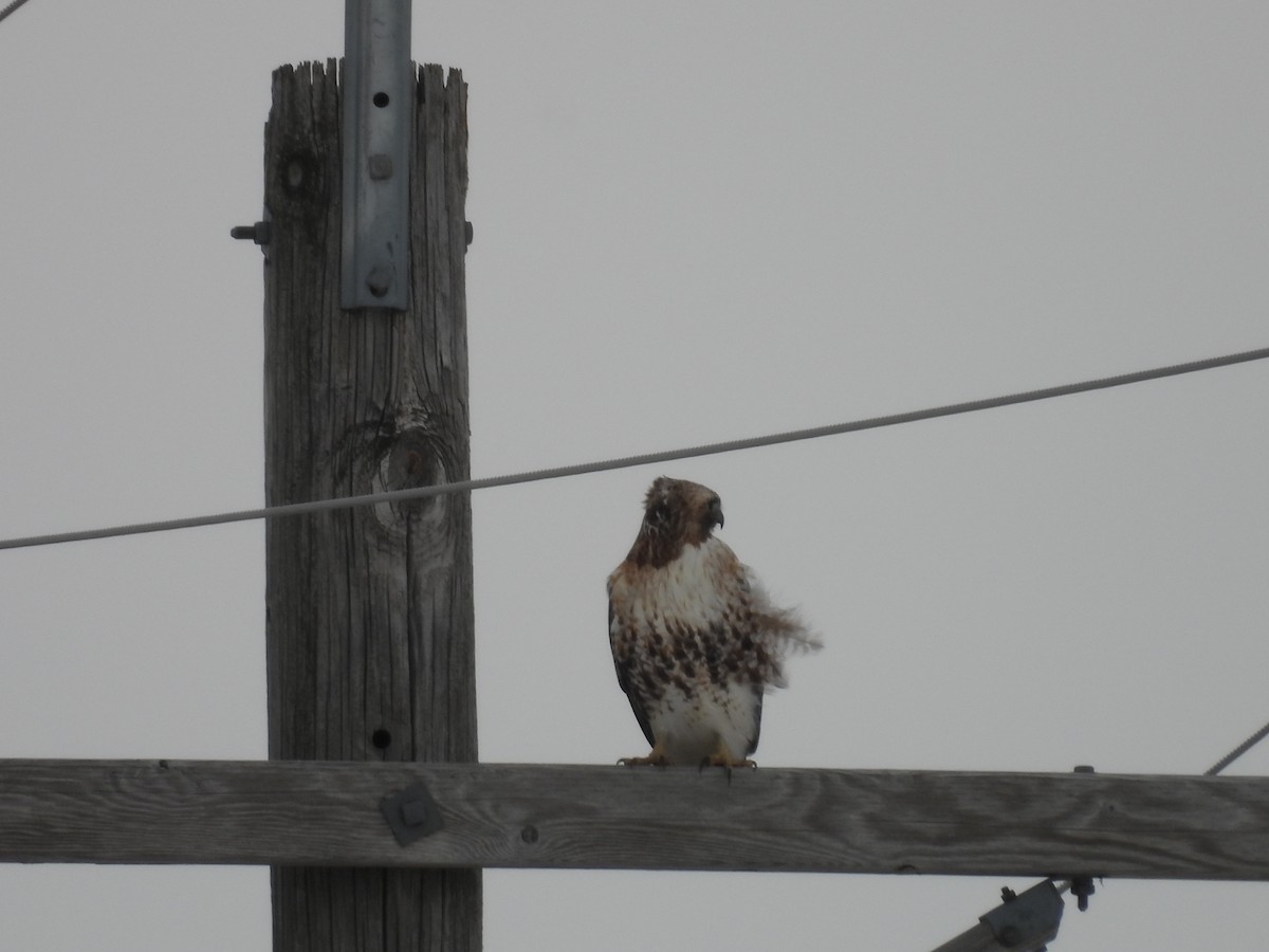 Red-tailed Hawk (abieticola) - Clayton Will