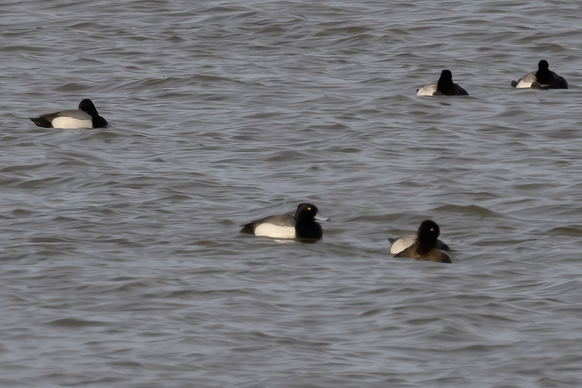 Tufted Duck x Greater Scaup (hybrid) - ML616343152