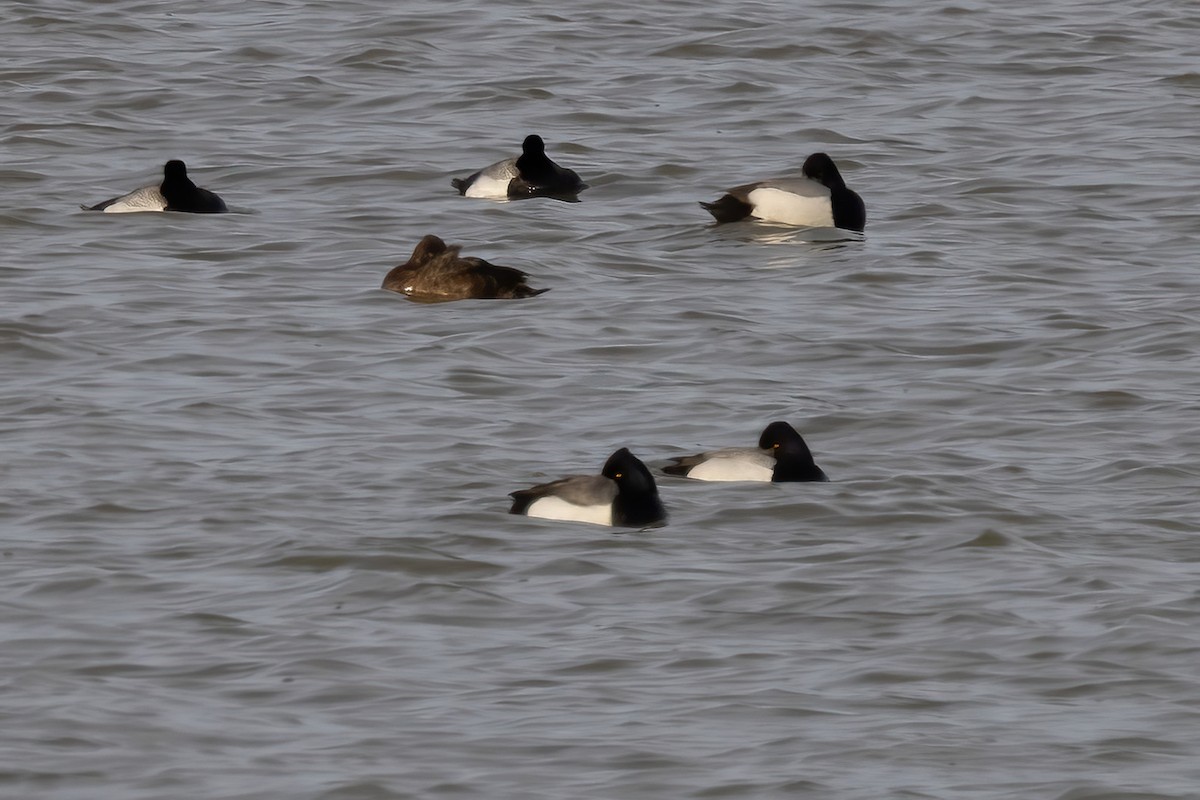 Tufted Duck x Greater Scaup (hybrid) - ML616343153